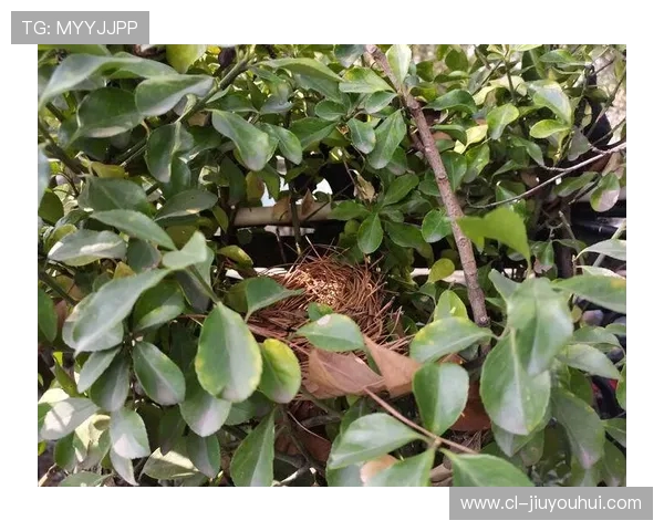 树莓熊足球热潮引爆青少年运动激情打造绿色健康校园新风尚